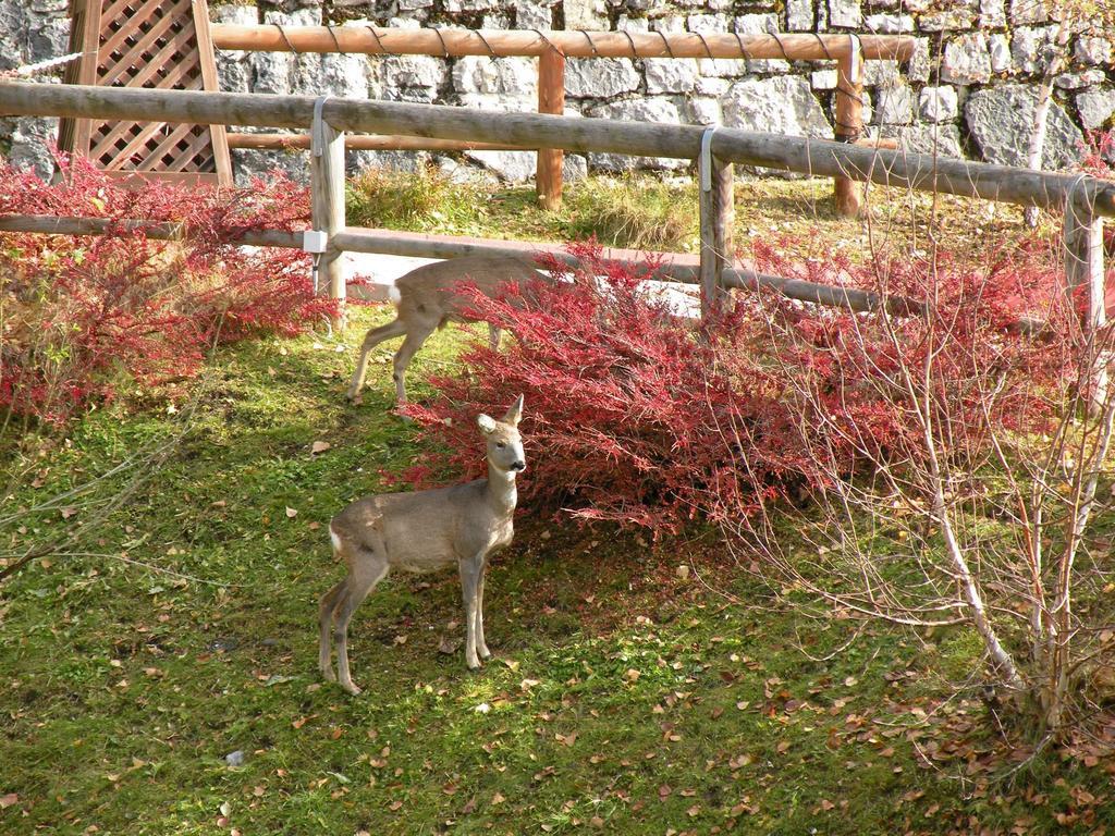 Hotel Garni Civetta Selva di Cadore Buitenkant foto